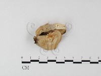 登錄號:F0025521藏品圖，第3張