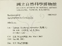 阿太菌屬藏品圖，第2張