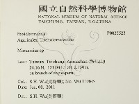 小皮傘屬藏品圖，第2張