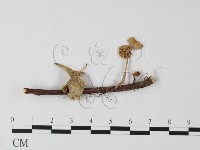 小皮傘屬藏品圖，第1張