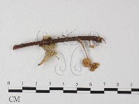 小皮傘屬藏品圖，第3張