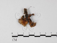 登錄號:F0025525藏品圖，第1張