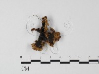 登錄號:F0025525藏品圖，第3張