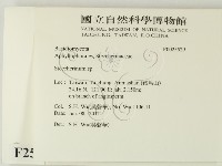 齒耳菌屬藏品圖，第2張