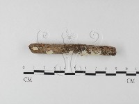 齒耳菌屬藏品圖，第4張