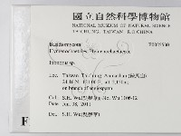 纖孔菌屬藏品圖，第2張