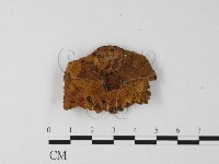 纖孔菌屬藏品圖，第3張