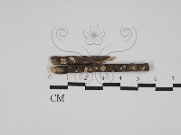 登錄號:F0025532藏品圖，第1張