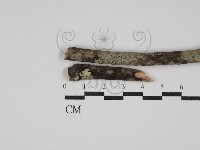 登錄號:F0025534藏品圖，第3張