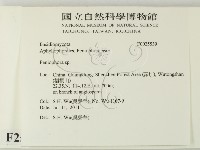筍殼菌屬藏品圖，第2張