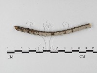 筍殼菌屬藏品圖，第1張
