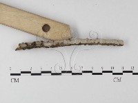 筍殼菌屬藏品圖，第3張