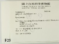 筍殼菌屬藏品圖，第2張