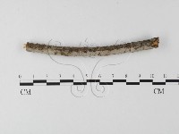 筍殼菌屬藏品圖，第1張