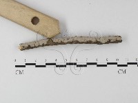 筍殼菌屬藏品圖，第3張