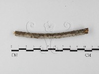 筍殼菌屬藏品圖，第4張