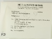 筍殼菌屬藏品圖，第2張