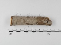 筍殼菌屬藏品圖，第1張