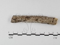 筍殼菌屬藏品圖，第1張