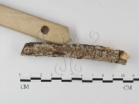 筍殼菌屬藏品圖，第3張