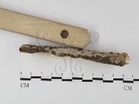 筍殼菌屬藏品圖，第4張