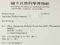 小皮傘屬藏品圖，第2張