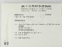 絲齒菌屬藏品圖，第2張