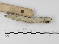 絲齒菌屬藏品圖，第3張