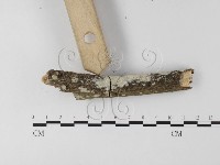 登錄號:F0025546藏品圖，第3張