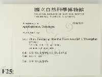 絲齒菌屬藏品圖，第2張