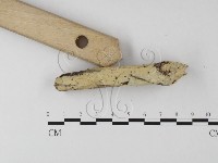 絲齒菌屬藏品圖，第3張