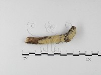 絲齒菌屬藏品圖，第4張