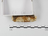 登錄號:F0025548藏品圖，第3張