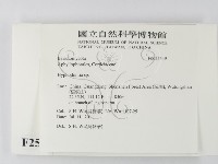 絲齒菌屬藏品圖，第2張