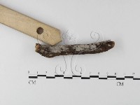 絲齒菌屬藏品圖，第1張