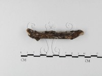 絲齒菌屬藏品圖，第4張