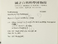 冇骨消絲齒菌藏品圖，第2張