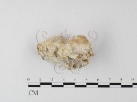 栓菌屬藏品圖，第3張