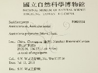 毛木耳藏品圖，第2張