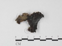 毛木耳藏品圖，第1張