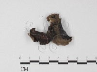 毛木耳藏品圖，第3張