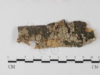 登錄號:F0025556藏品圖，第1張