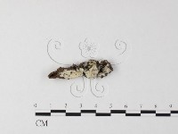 登錄號:F0025560藏品圖，第1張