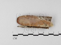 登錄號:F0025563藏品圖，第3張
