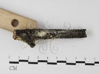 登錄號:F0025565藏品圖，第3張