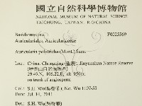 毛木耳藏品圖，第2張