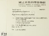 剛毛絲皮菌藏品圖，第2張