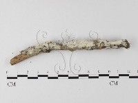 登錄號:F0025579藏品圖，第1張