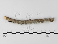 登錄號:F0025579藏品圖，第3張