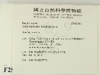 齒耳菌屬藏品圖，第2張